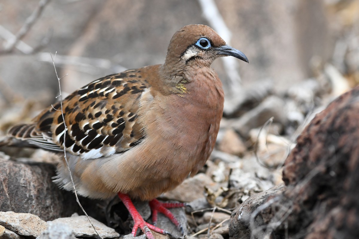 Galapagos Kumrusu - ML207818431