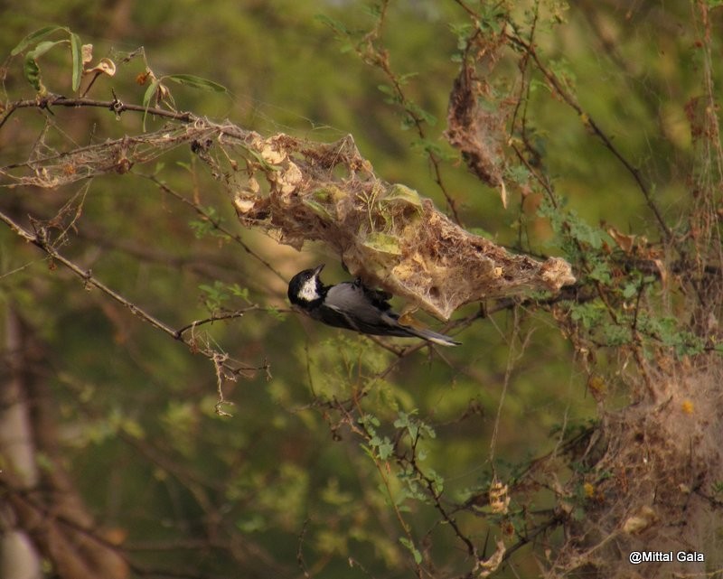 Cinereous Tit - ML20781921