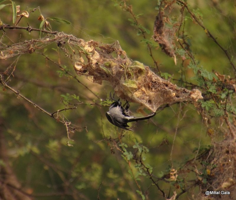 Cinereous Tit - ML20781941