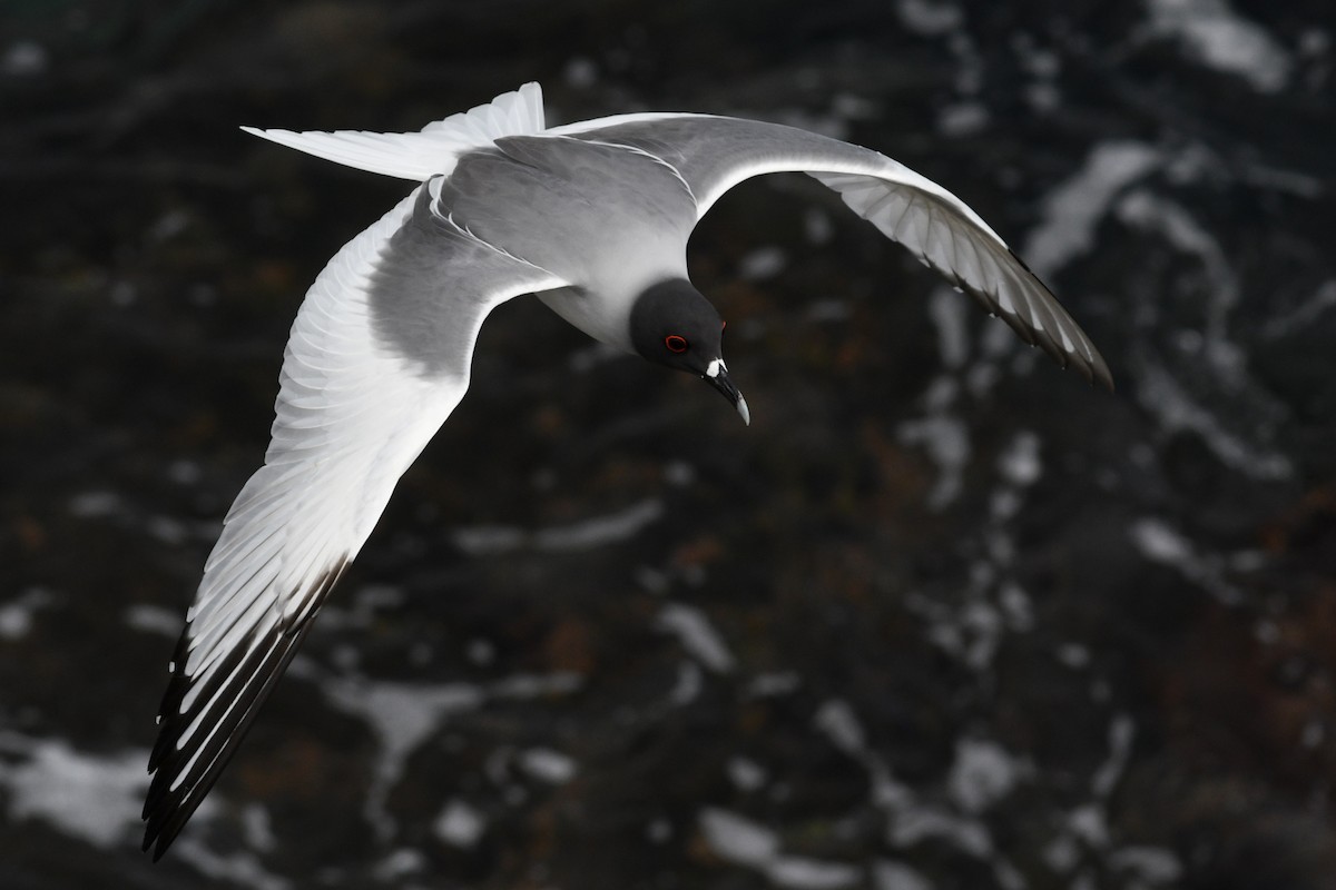 Gaviota Tijereta - ML207819661