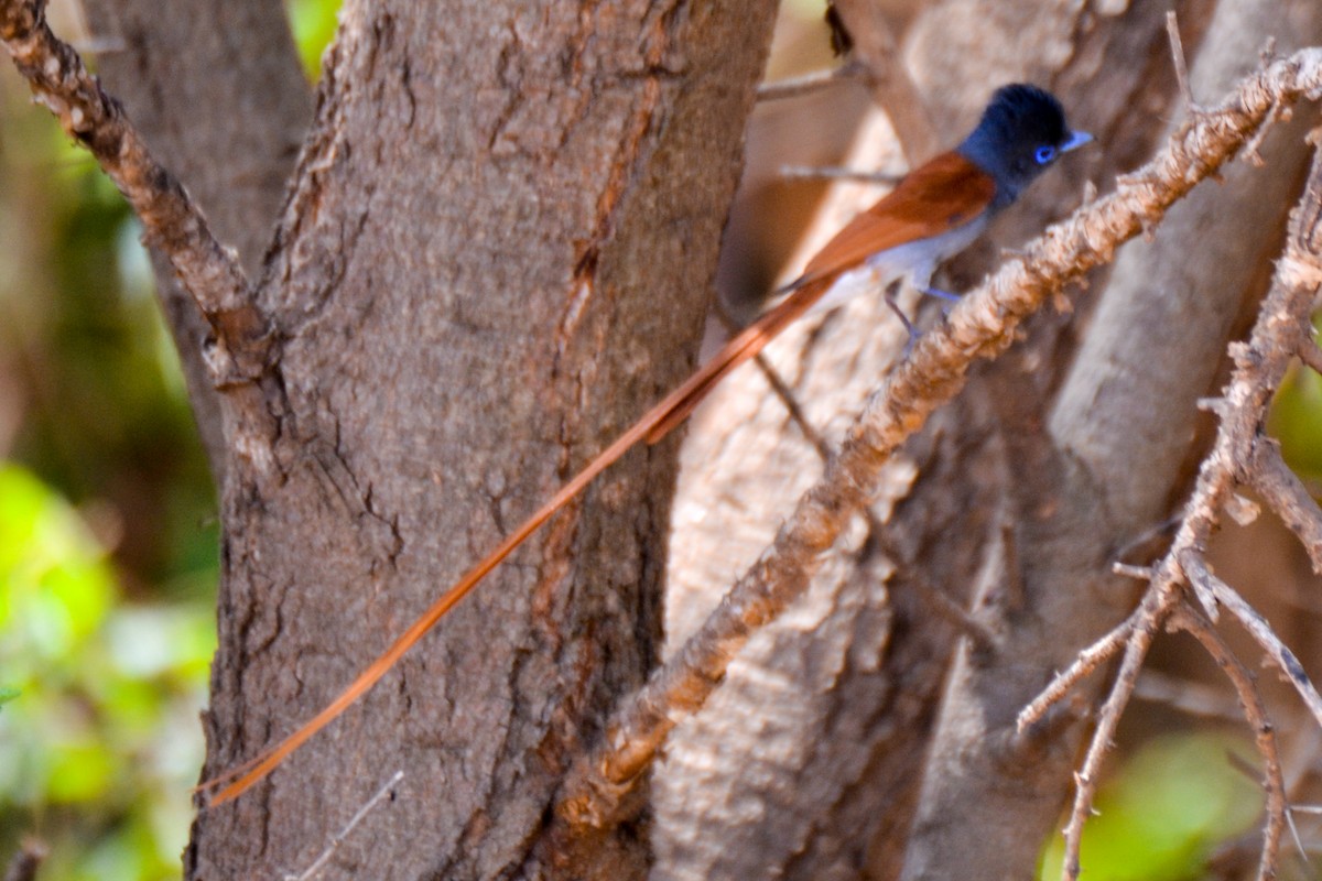 African Paradise-Flycatcher - ML207820201