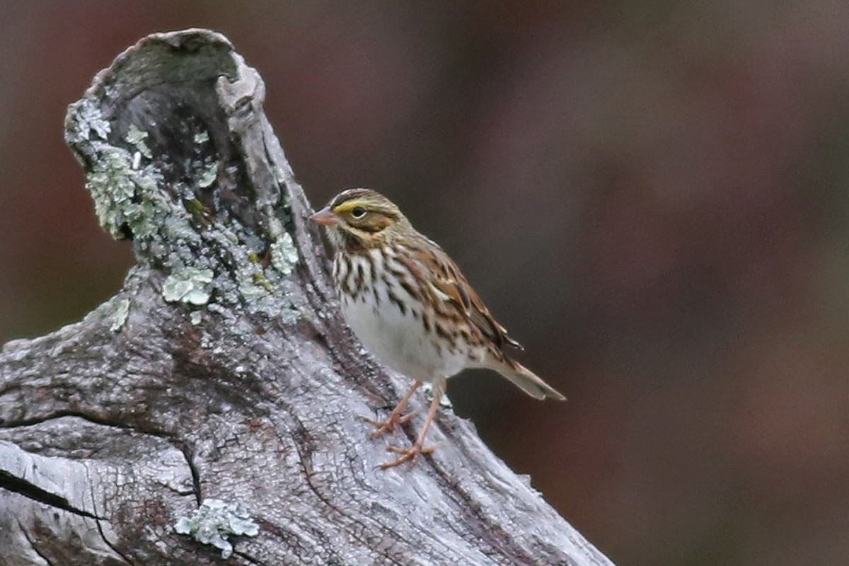 Savannah Sparrow - ML20782141