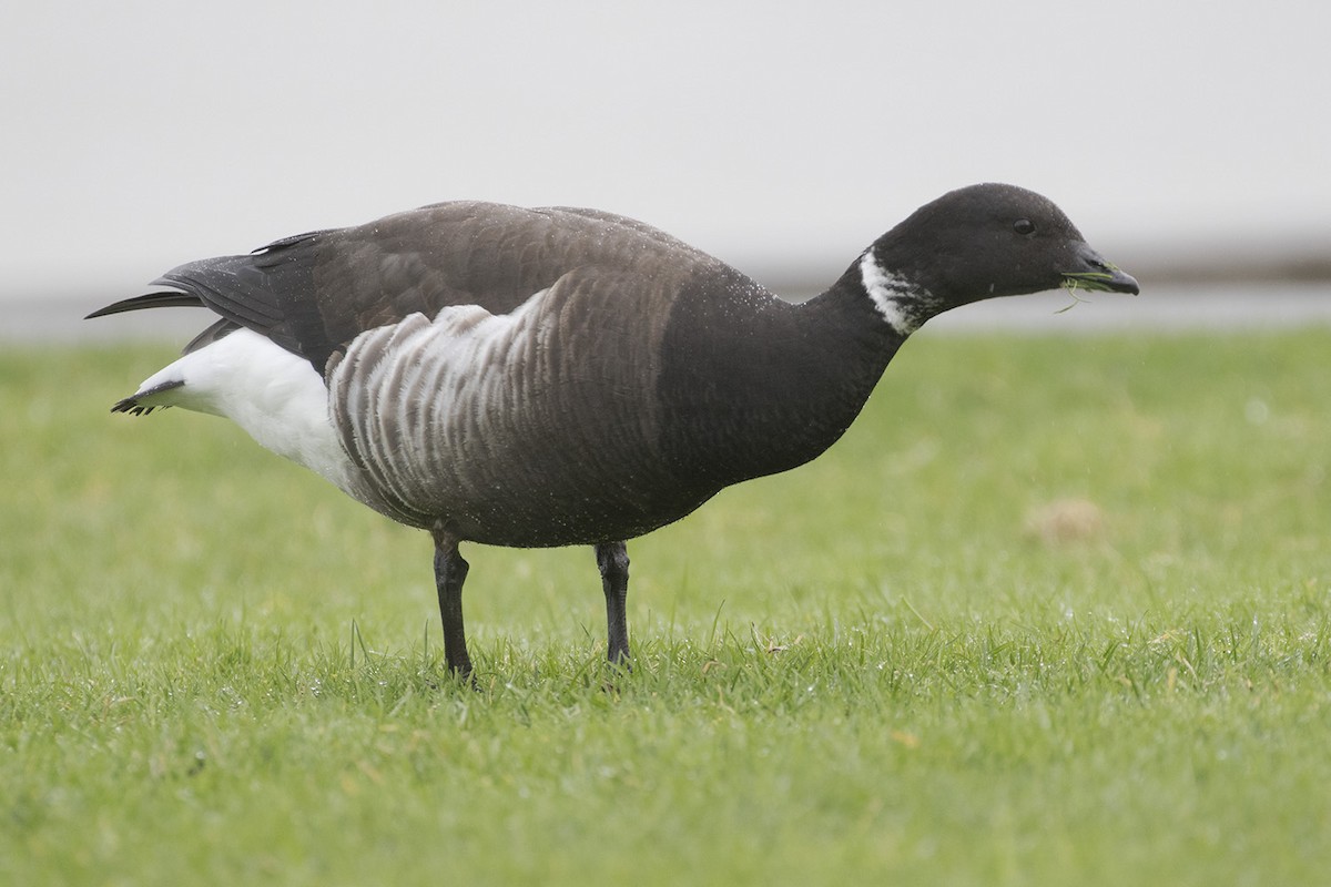 Brant (Black) - ML207821421