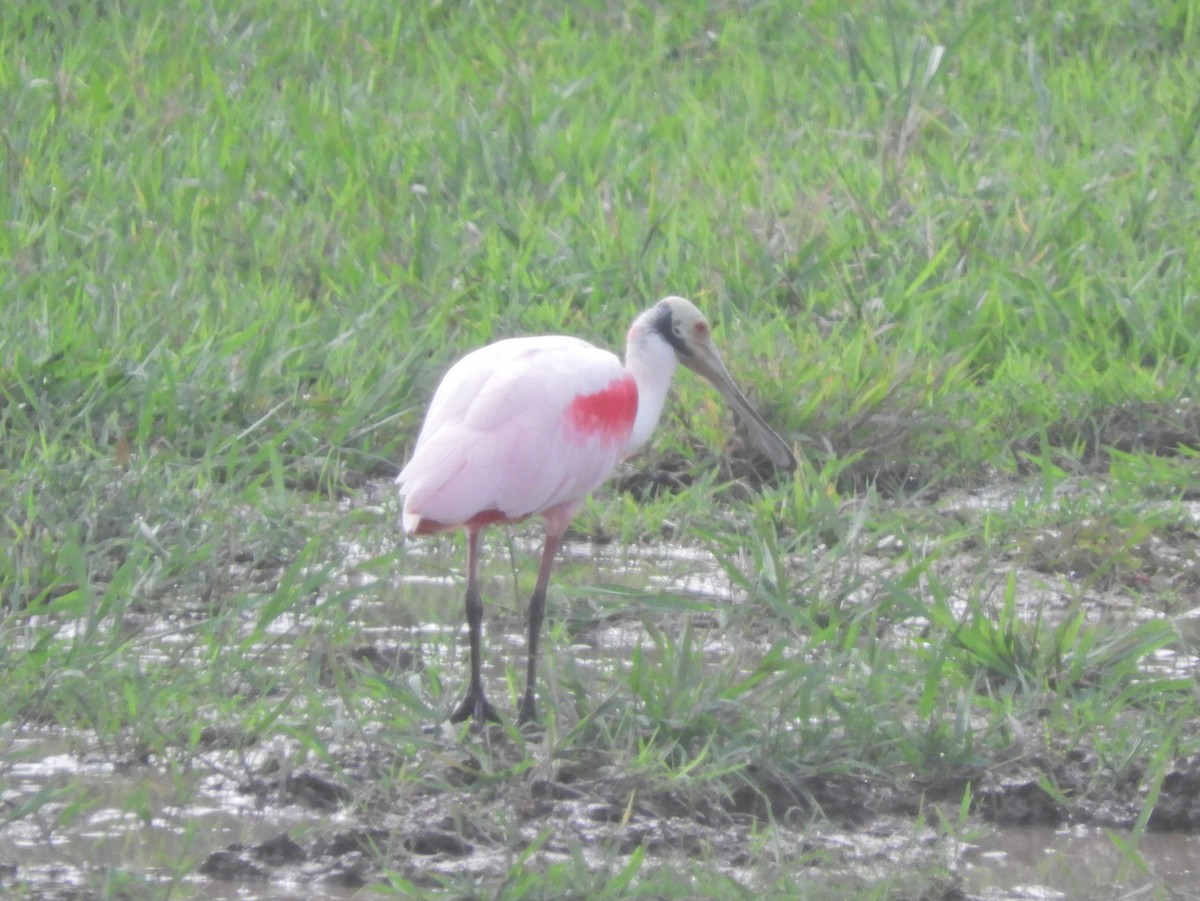 Roseate Spoonbill - ML207821911