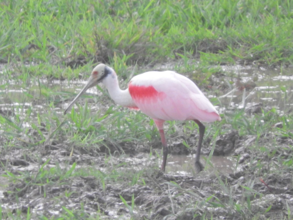 Roseate Spoonbill - ML207822071