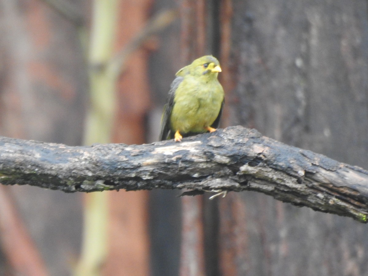 Bell Miner - ML207822251