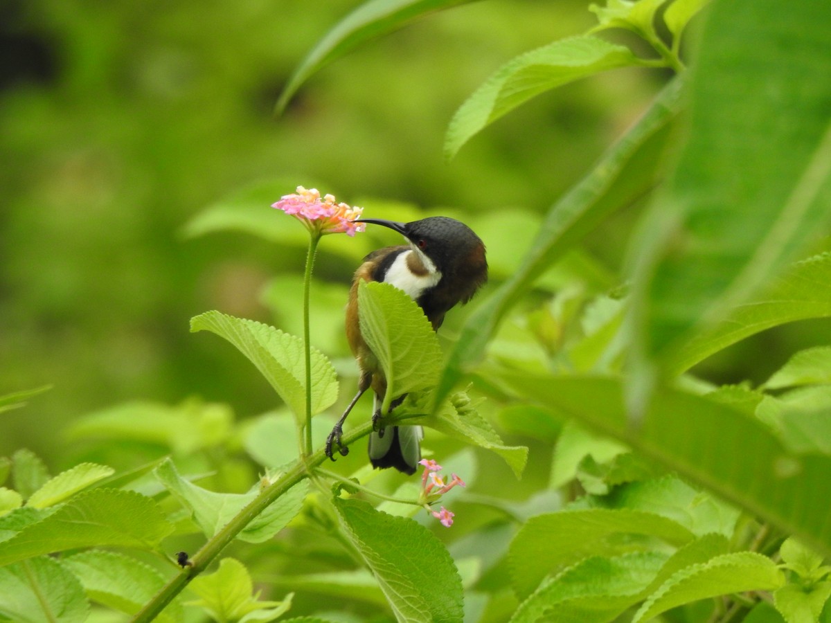 Eastern Spinebill - ML207822301