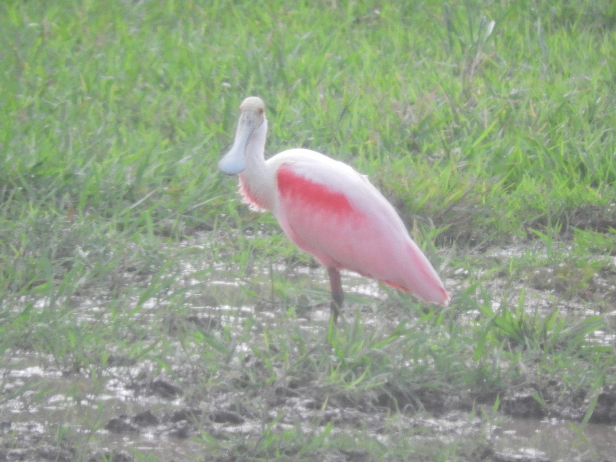 Roseate Spoonbill - ML207822391