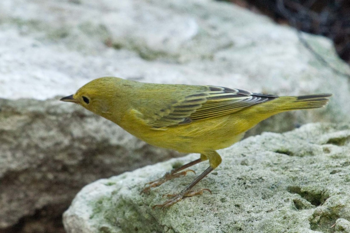 Yellow Warbler - Byron Stone