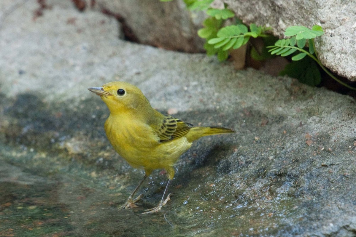 Yellow Warbler (Northern) - ML207822421