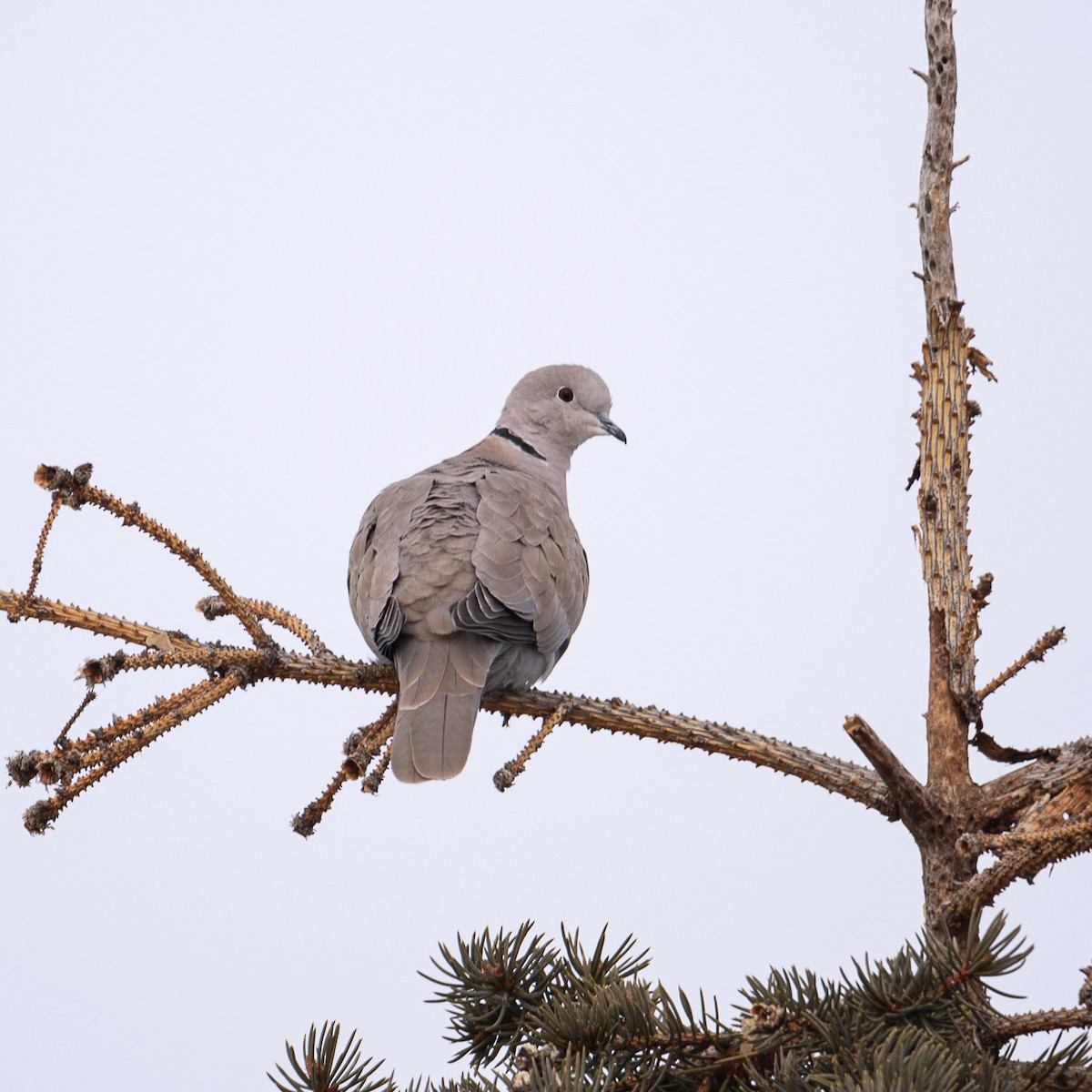 Eurasian Collared-Dove - Lyle Grisedale