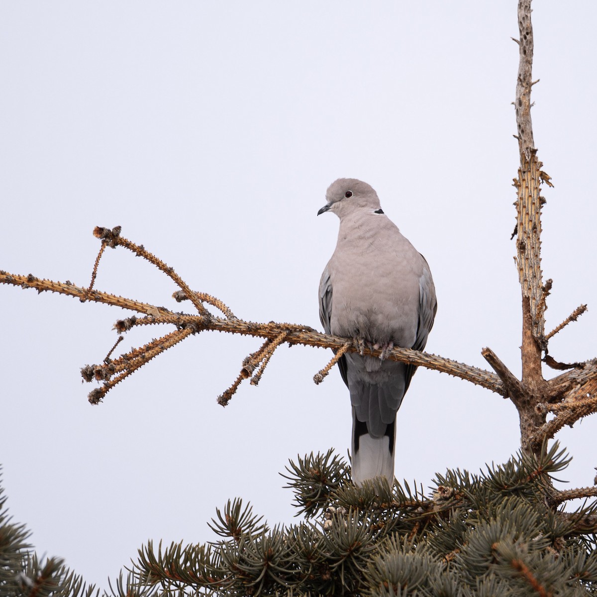Eurasian Collared-Dove - ML207823401
