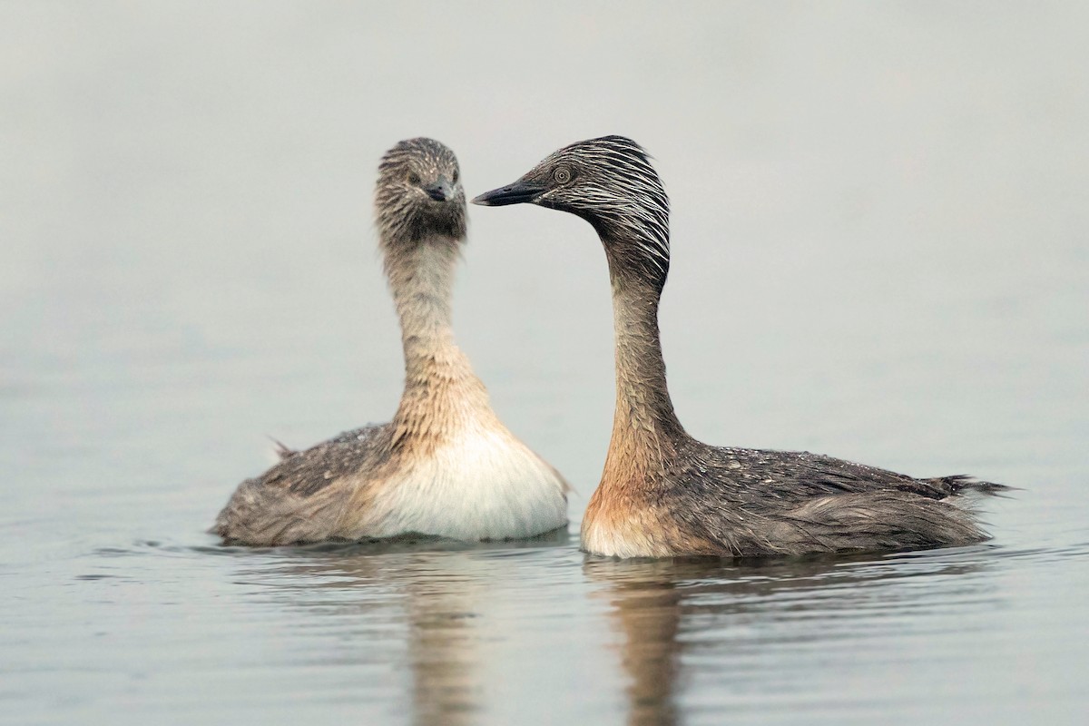 Hoary-headed Grebe - ML207823601