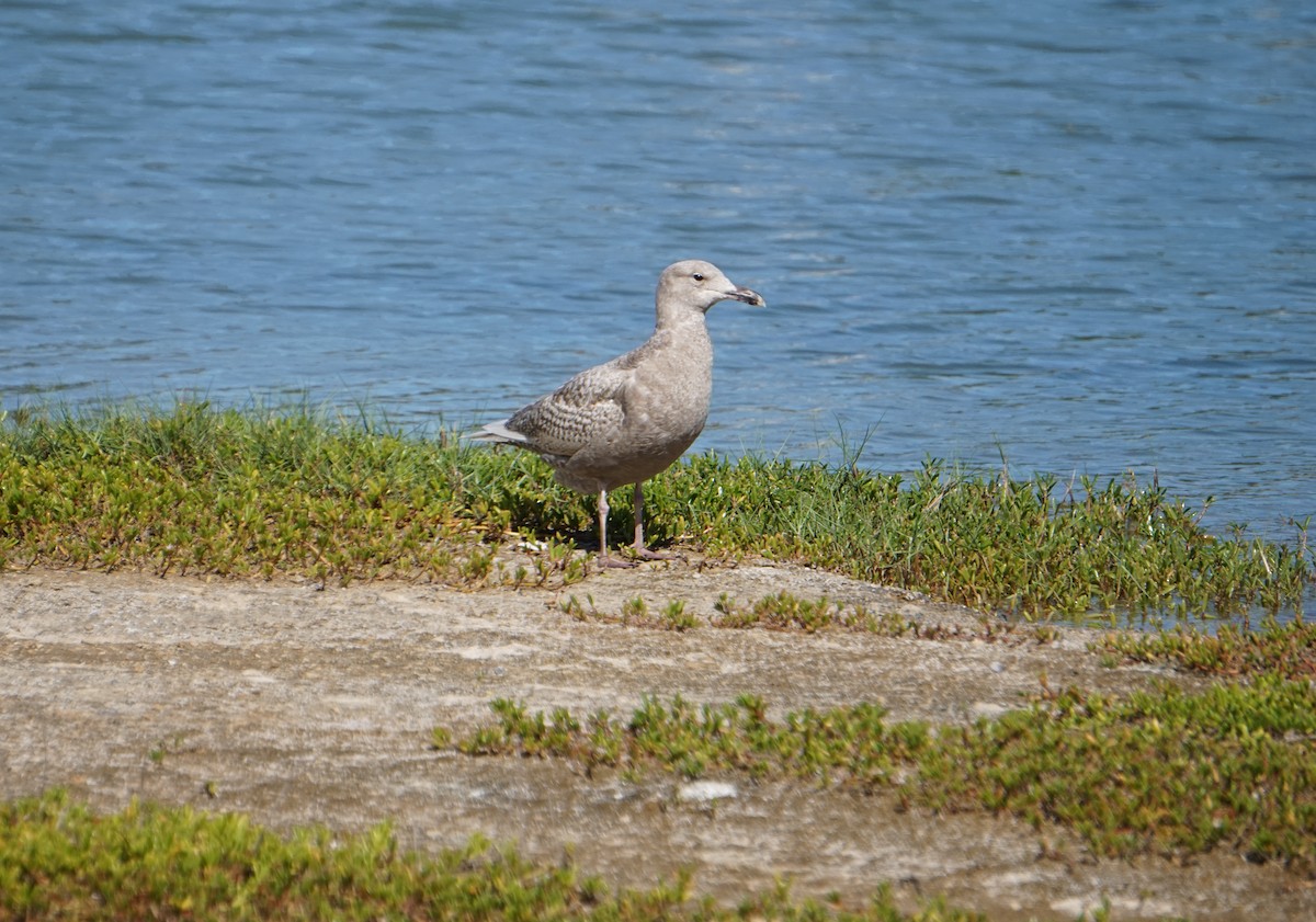 Glaucous-winged Gull - ML207826341