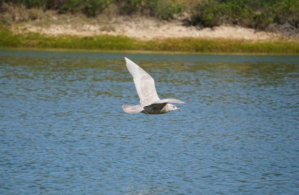 Glaucous-winged Gull - ML207826511