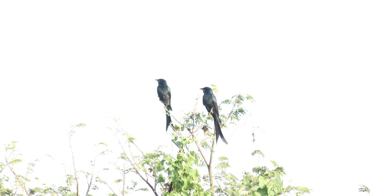 svartdrongo - ML20782671