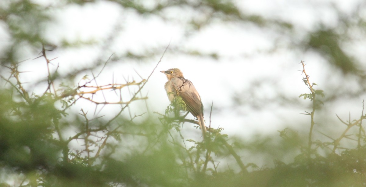 Large Gray Babbler - ML20782761