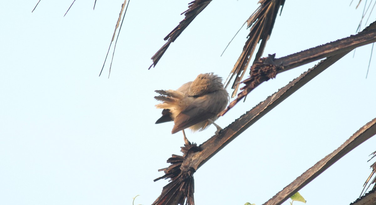 Large Gray Babbler - Shanmugam Kalidass