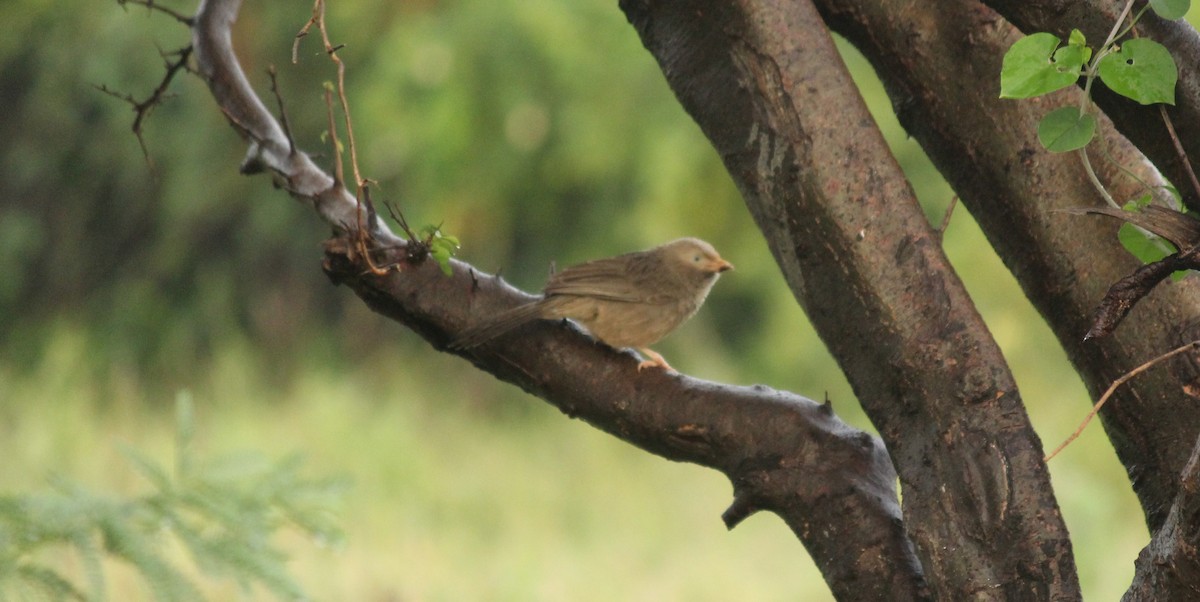 Yellow-billed Babbler - ML20782781