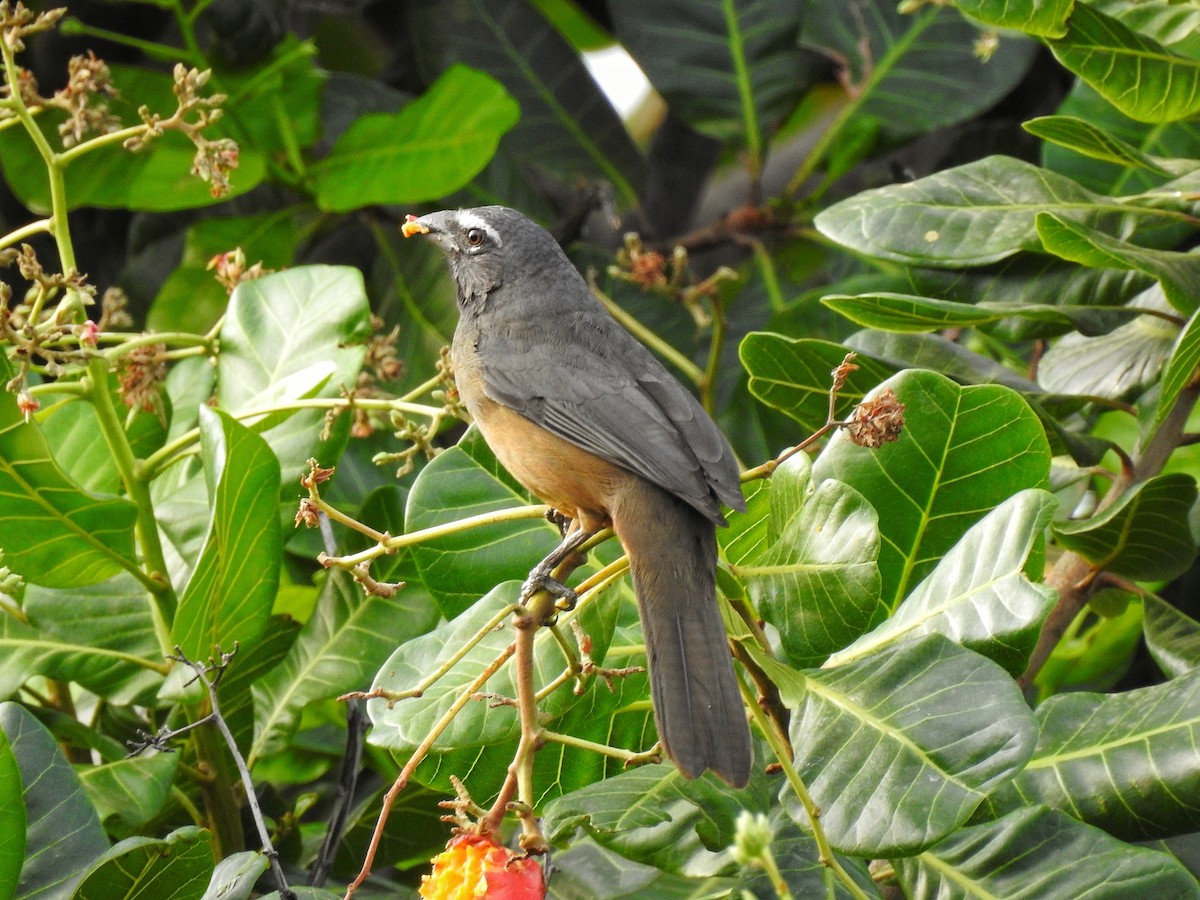 Cinnamon-bellied Saltator - Club Observadores  de Oriente