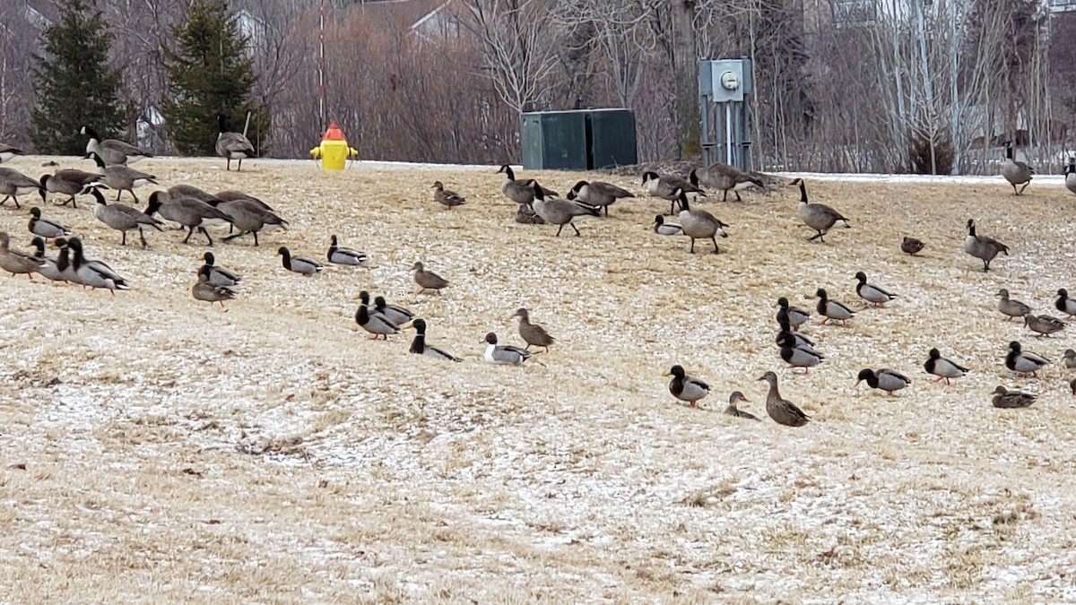 Northern Pintail - ML207828541