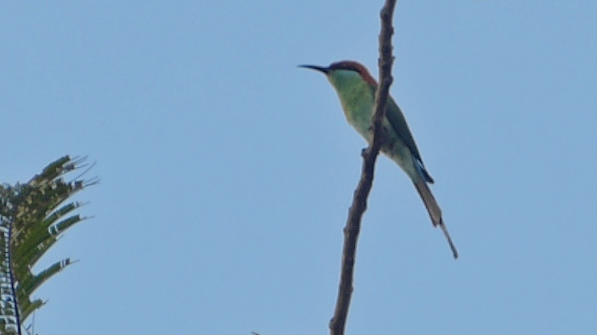 Rufous-crowned Bee-eater - ML207828921
