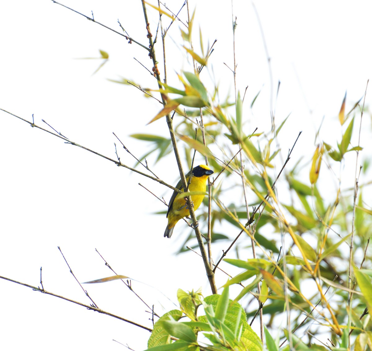 Thick-billed Euphonia - Luis Alberto Salagaje Muela