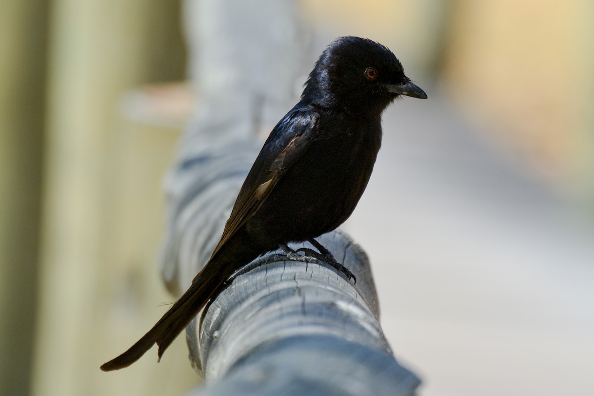 Fork-tailed Drongo - ML207829671