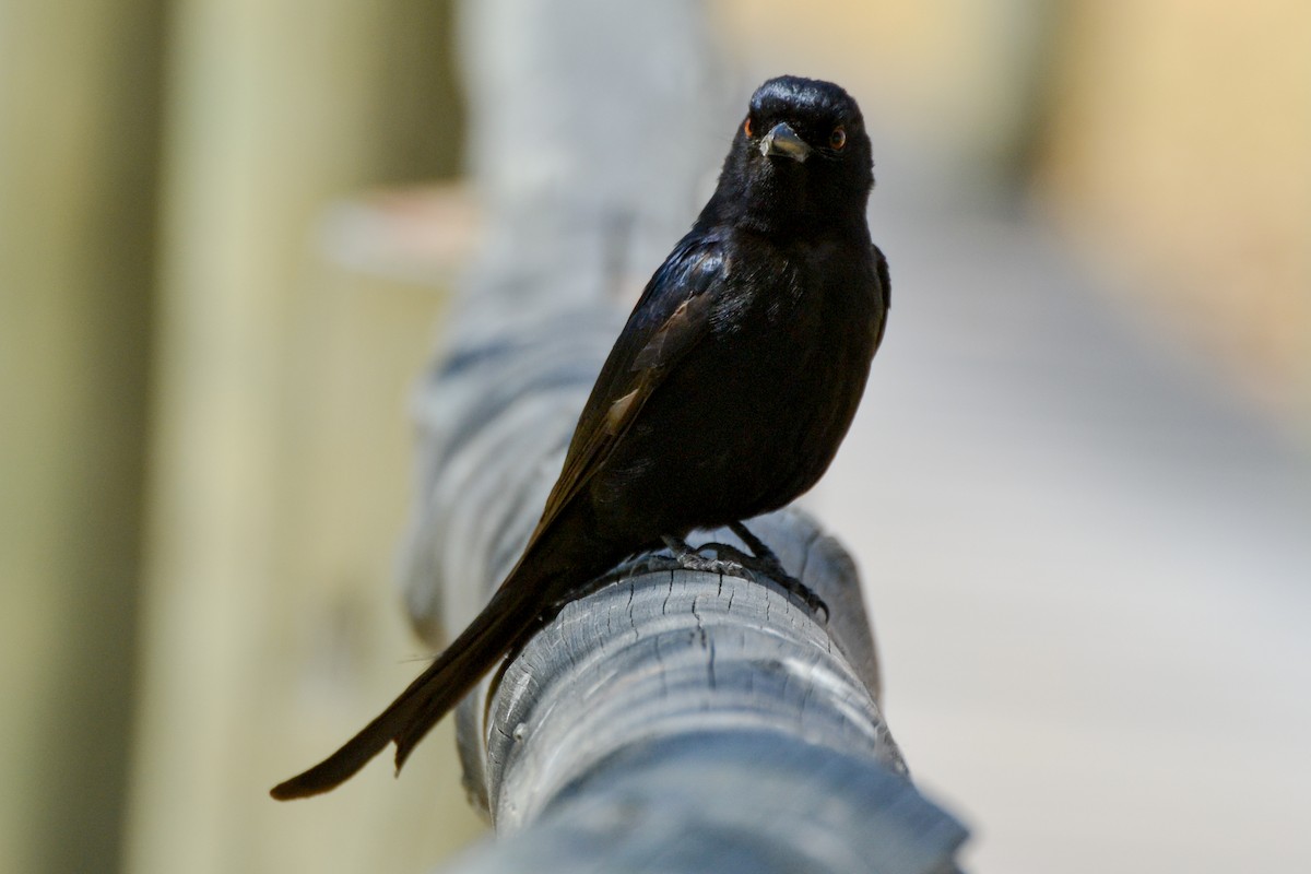 Fork-tailed Drongo - ML207829761
