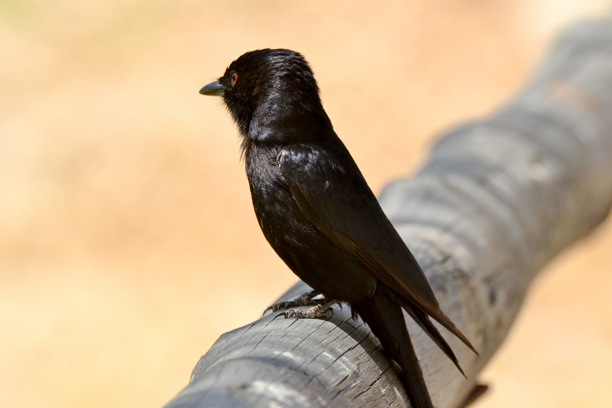 Fork-tailed Drongo - ML207829891