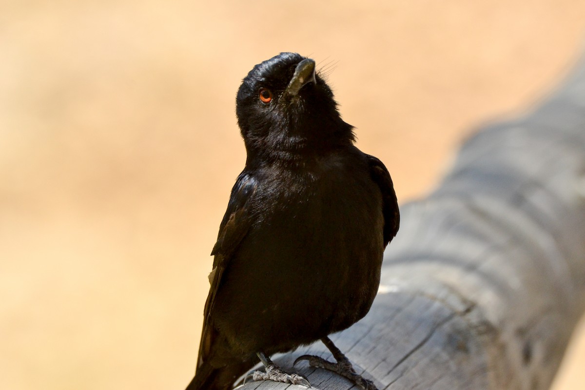 Fork-tailed Drongo - ML207829951