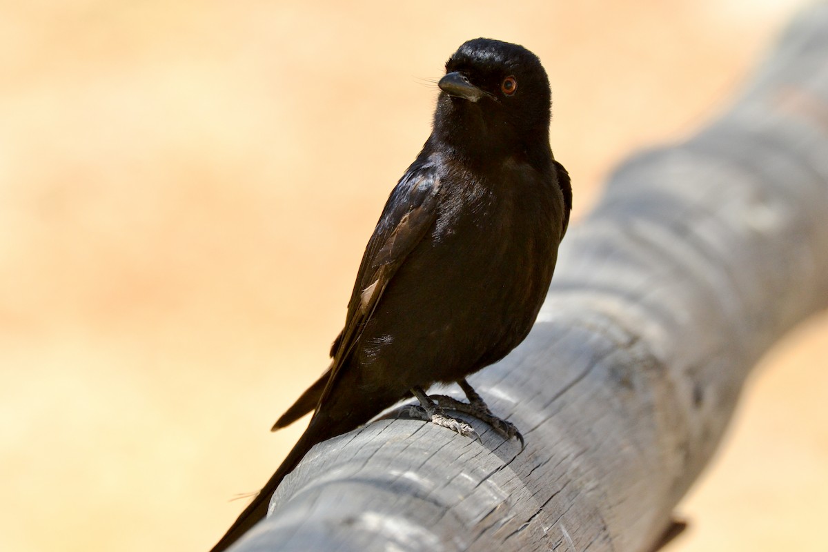 Fork-tailed Drongo - ML207829961