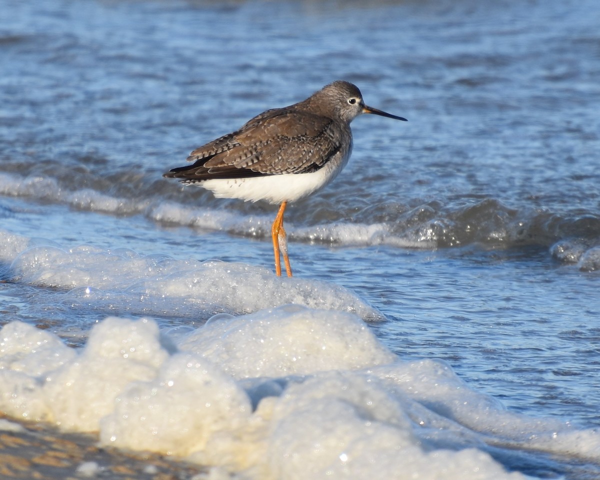 Lesser Yellowlegs - ML207830761