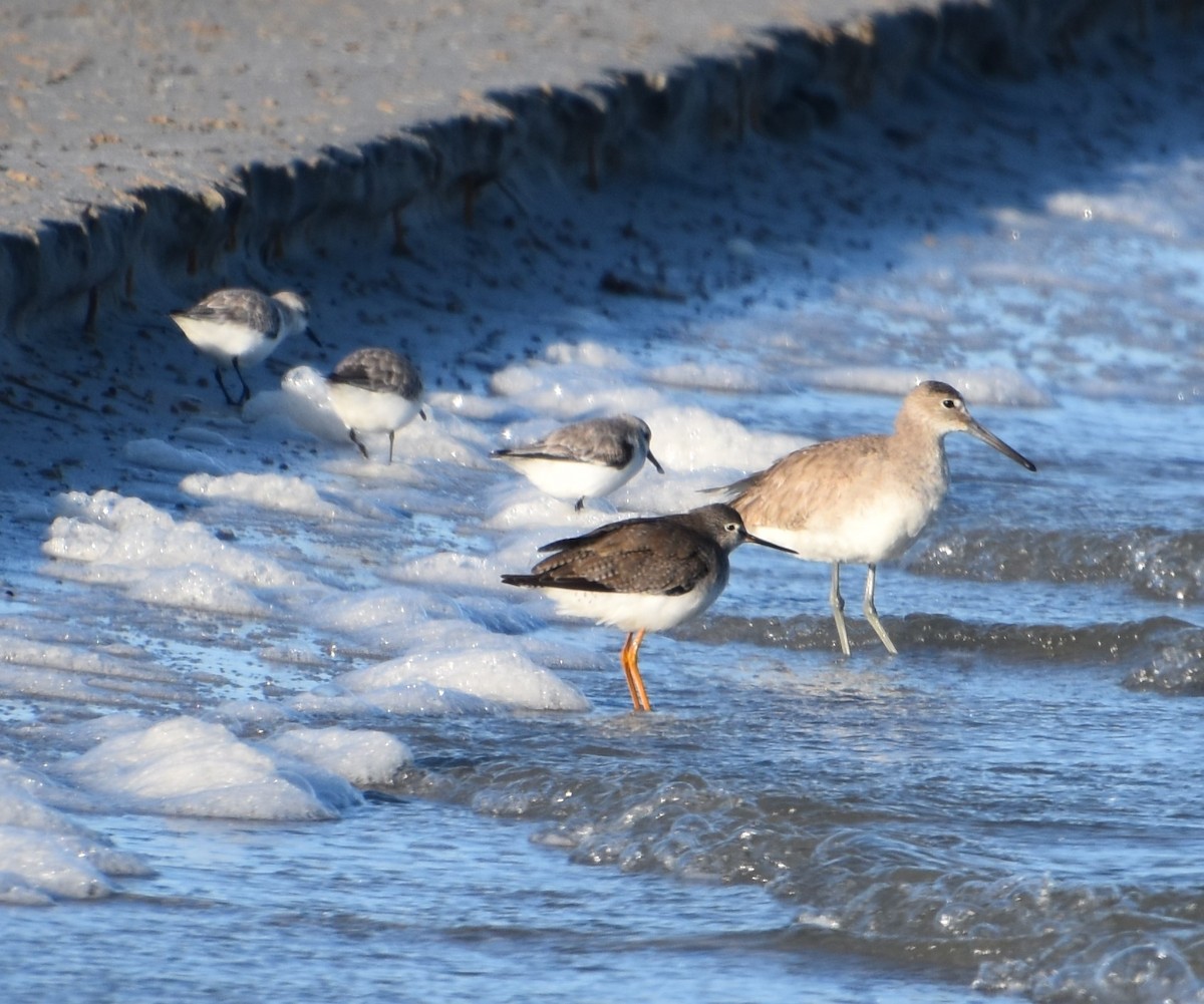 Lesser Yellowlegs - ML207830801