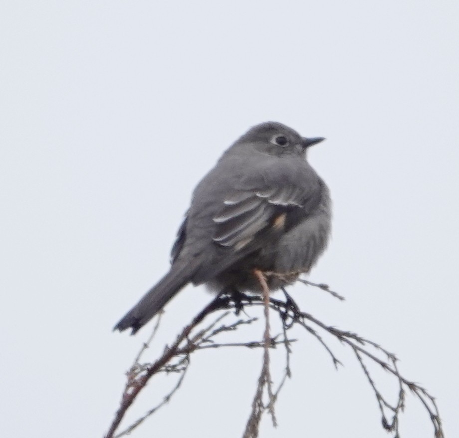 Townsend's Solitaire - ML207833601