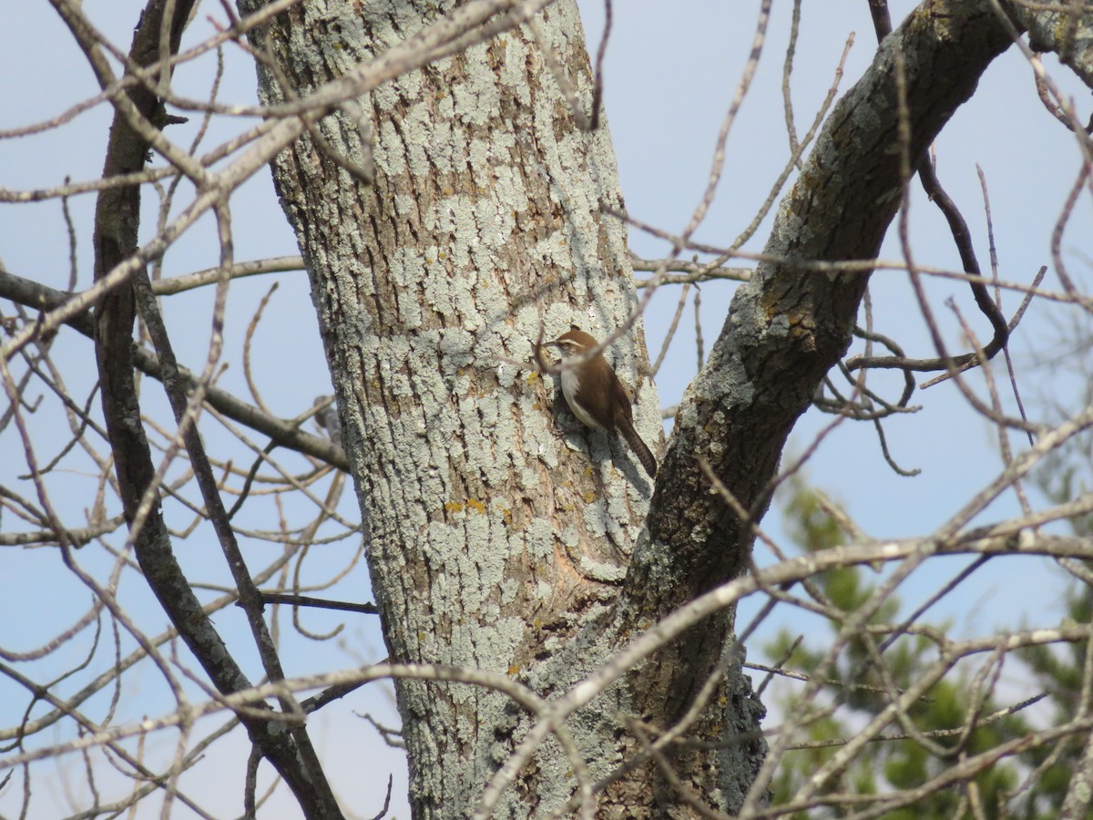 Bewick's Wren - ML207833981