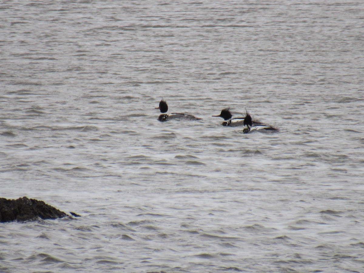 Red-breasted Merganser - John Coyle