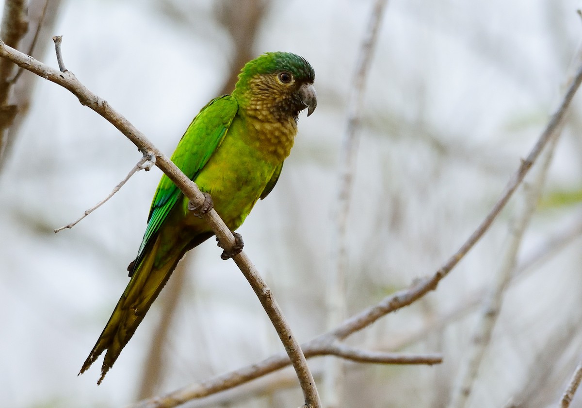 Brown-throated Parakeet - ML207835391