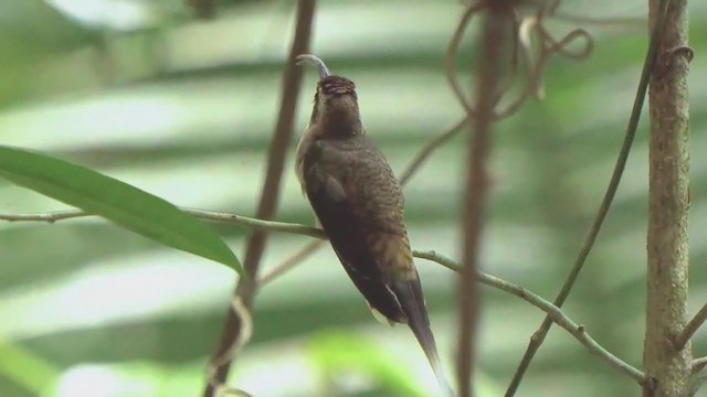 Long-billed Hermit - ML207835431