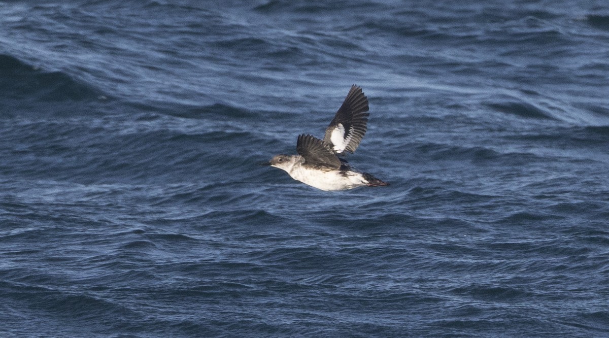 Pigeon Guillemot - ML20783721