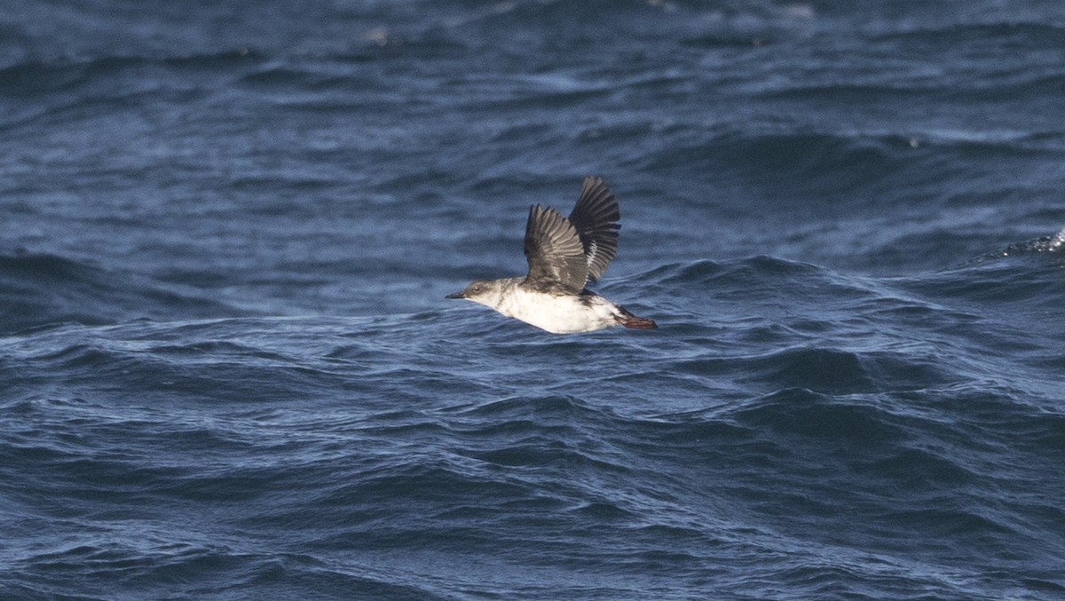 Pigeon Guillemot - ML20783731