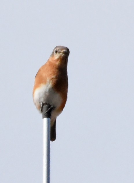 Eastern Bluebird - ML20783801