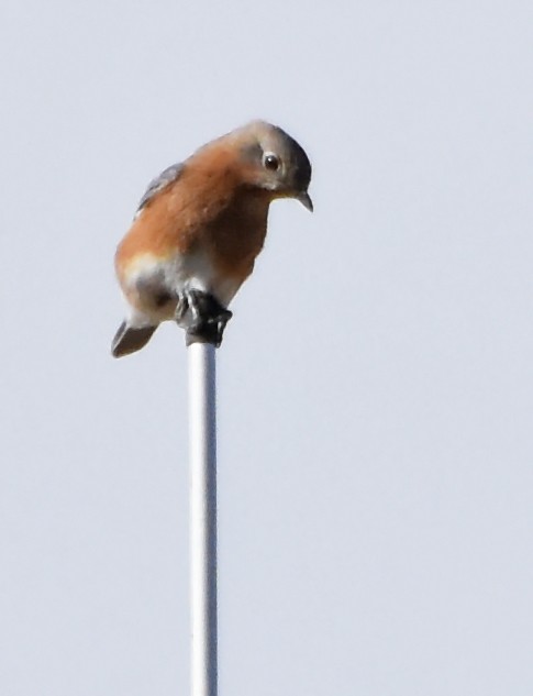 Eastern Bluebird - ML20783811