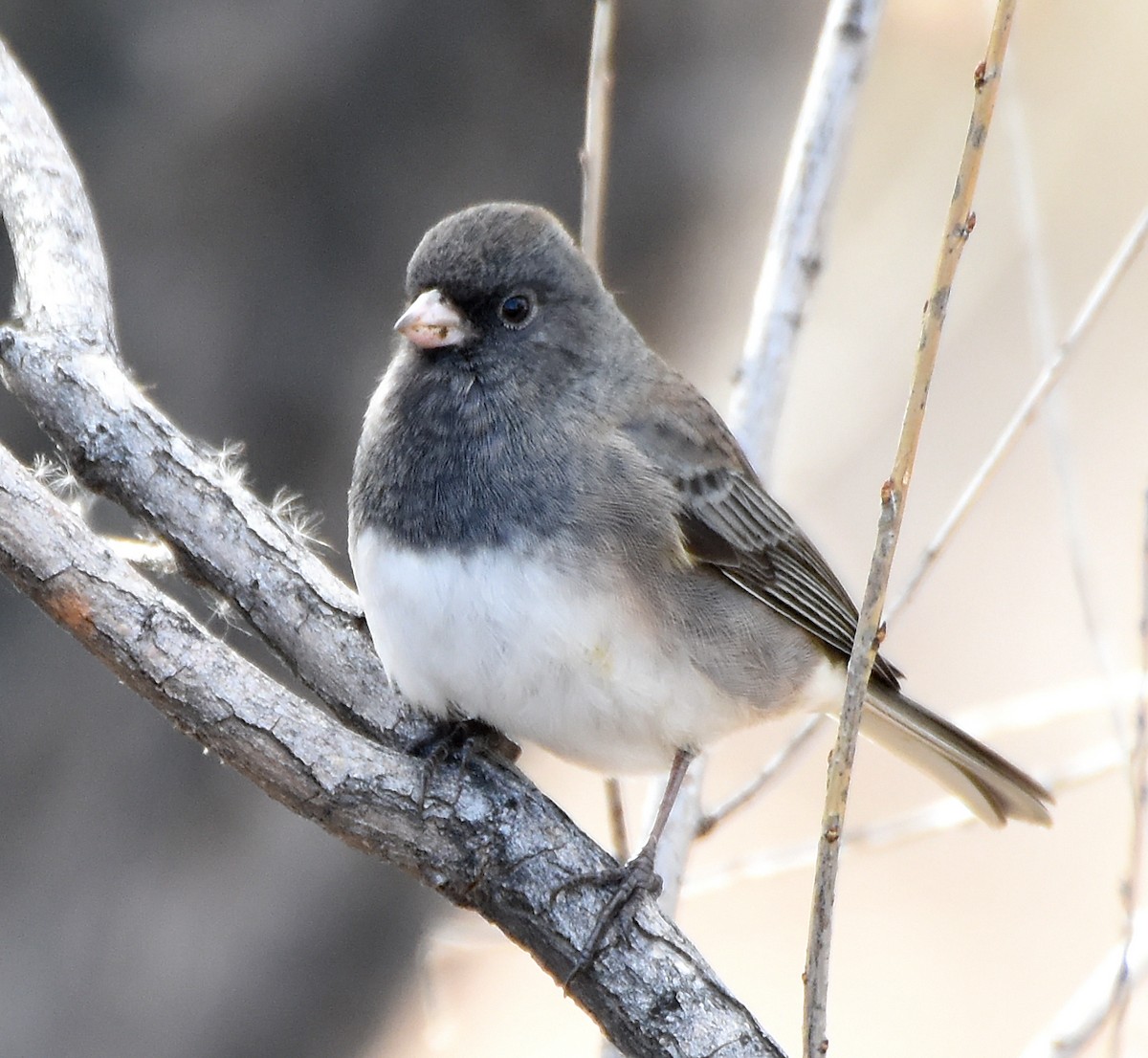 Kara Gözlü Junko (cismontanus) - ML20783831