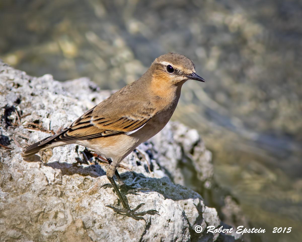 Northern Wheatear - ML20783901