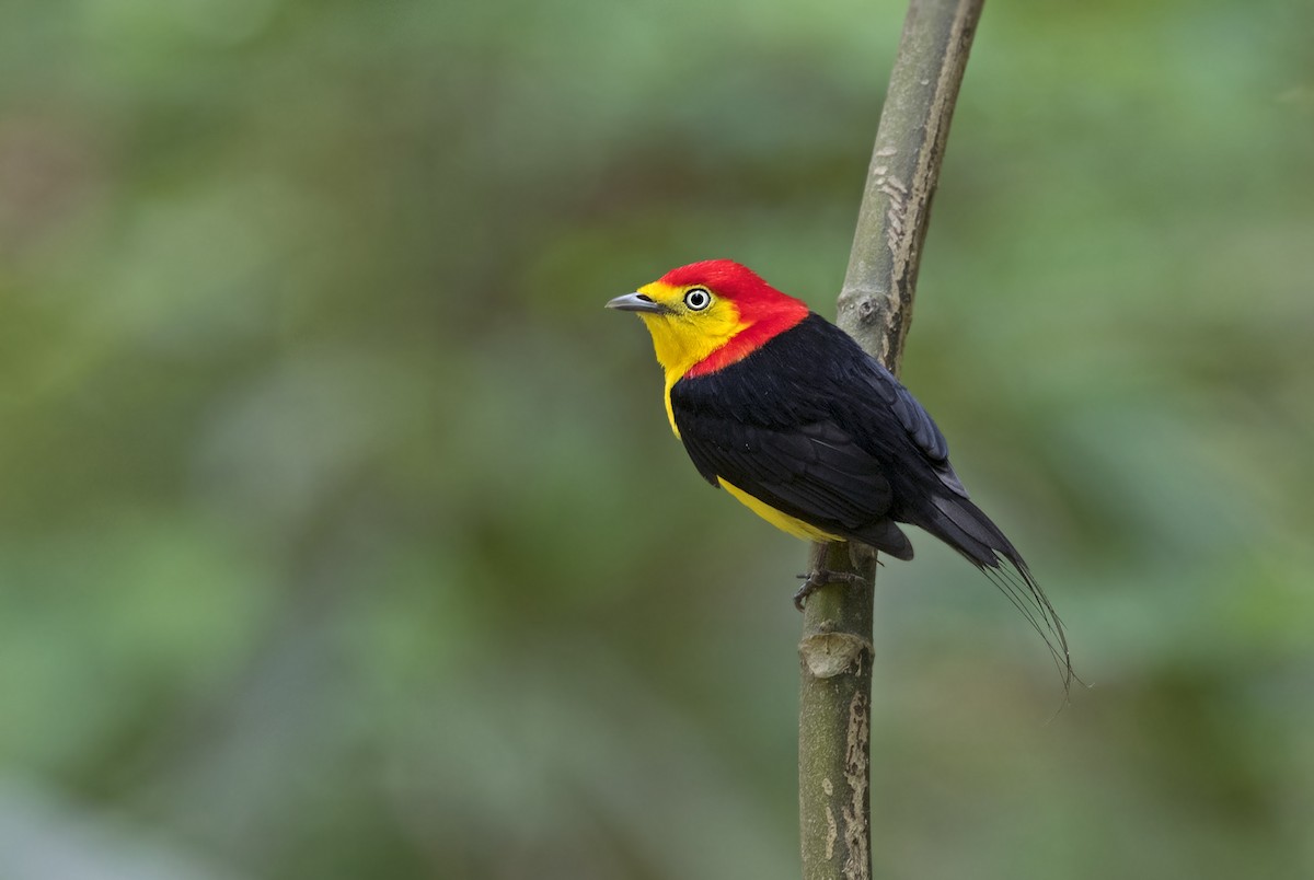 Wire-tailed Manakin - Ciro Albano / Brazil Birding Experts