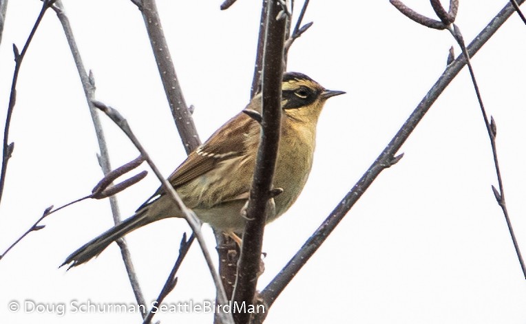 Сибирийн хайруулдай - ML207839191