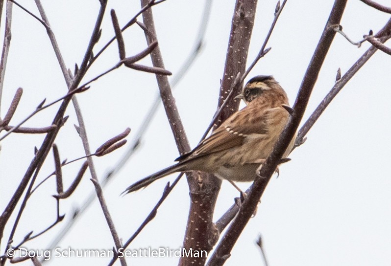 Siberian Accentor - Doug  Schurman