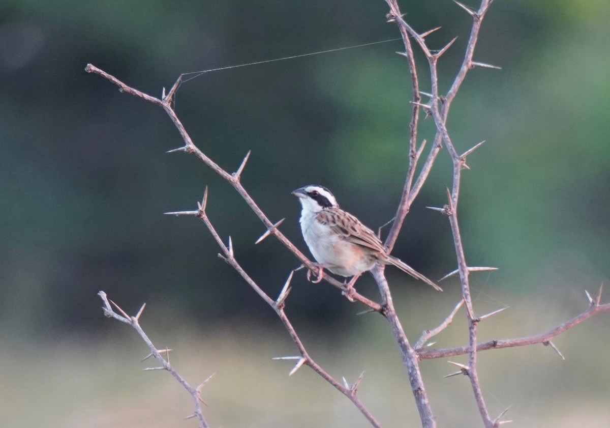Stripe-headed Sparrow - ML207839241