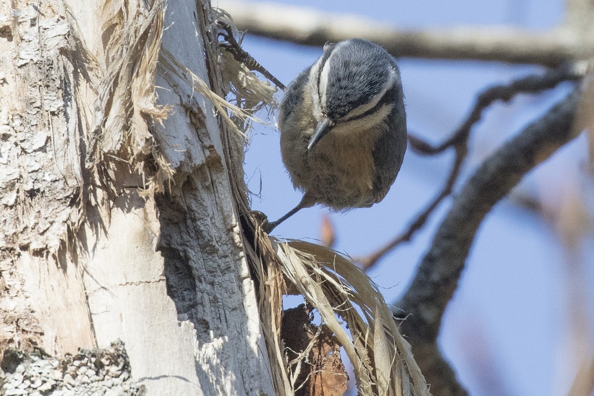 Red-breasted Nuthatch - ML207840661